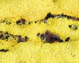 Fuligo septica image