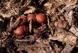 Gymnopilus thiersii image