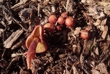 Gymnopilus thiersii image