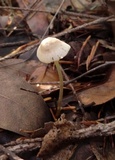 Mycena aurantiomarginata image