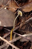 Mycena aurantiomarginata image