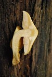 Pholiota limonella image