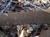Hydnoporia olivacea image