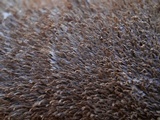 Hydnoporia olivacea image