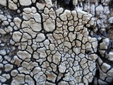Xylobolus frustulatus image