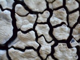 Xylobolus frustulatus image