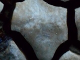 Xylobolus frustulatus image