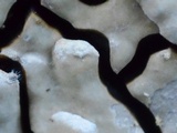 Xylobolus frustulatus image