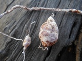 Phallus hadriani image
