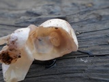 Phallus hadriani image