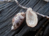 Phallus hadriani image