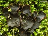 Peltigera phyllidiosa image