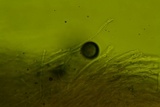 Antrodiella semisupina image