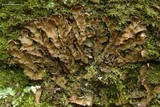 Peltigera phyllidiosa image