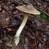 Amanita pachycolea image