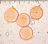 Amanita pachycolea image