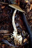 Amanita pachycolea image