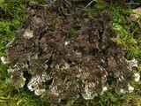 Peltigera phyllidiosa image