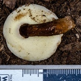 Gyroporus mcnabbii image