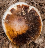Gyroporus mcnabbii image