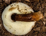 Gyroporus mcnabbii image