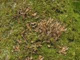Peltigera phyllidiosa image
