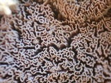 Trametopsis cervina image