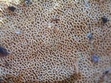 Trametopsis cervina image