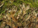 Peltigera phyllidiosa image