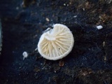 Clitopilus hobsonii image