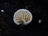 Clitopilus hobsonii image