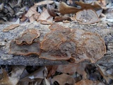 Xylobolus subpileatus image