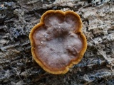 Xylobolus subpileatus image