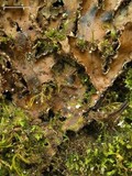 Peltigera phyllidiosa image