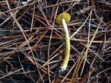 Cortinarius idahoensis image