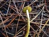 Cortinarius idahoensis image