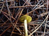 Cortinarius idahoensis image