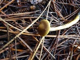 Cortinarius idahoensis image