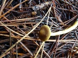 Cortinarius idahoensis image