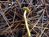 Cortinarius idahoensis image