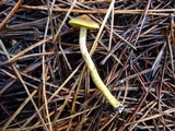 Cortinarius idahoensis image