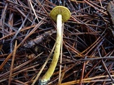 Cortinarius idahoensis image