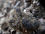 Penicillium vulpinum image