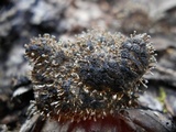 Penicillium vulpinum image