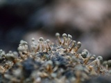 Penicillium vulpinum image