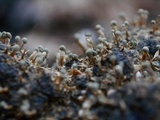 Penicillium vulpinum image