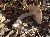 Amanita protecta image