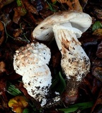Amanita magniverrucata image