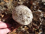 Amanita protecta image