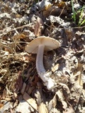 Amanita protecta image